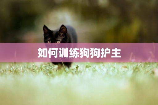 如何訓練狗狗護主
