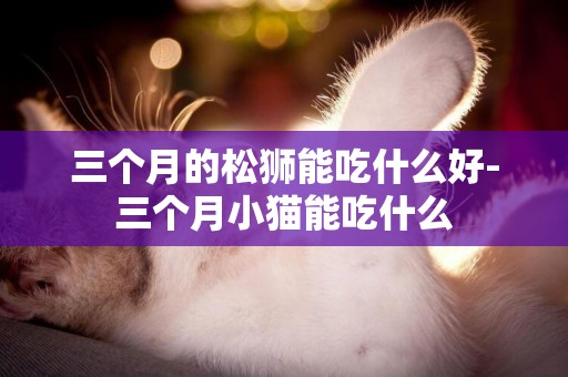 三個月的松獅能吃什么好-三個月小貓能吃什么