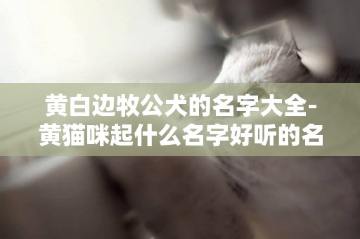 黃白邊牧公犬的名字大全-黃貓咪起什么名字好聽的名字大全
