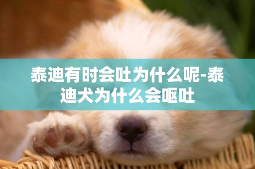 泰迪有時會吐為什么呢-泰迪犬為什么會嘔吐