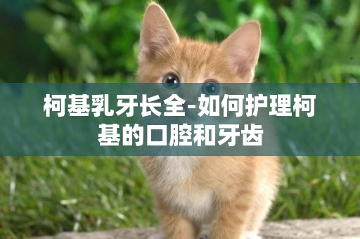 柯基乳牙長全-如何護理柯基的口腔和牙齒