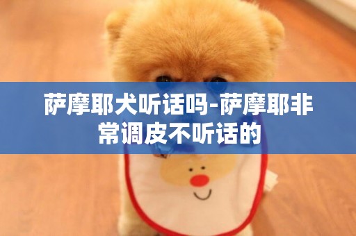 薩摩耶犬聽話嗎-薩摩耶非常調皮不聽話的