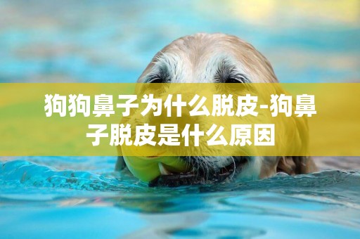 狗狗鼻子為什么脫皮-狗鼻子脫皮是什么原因
