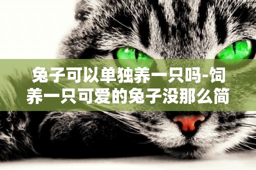 兔子可以單獨養一只嗎-飼養一只可愛的兔子沒那么簡單