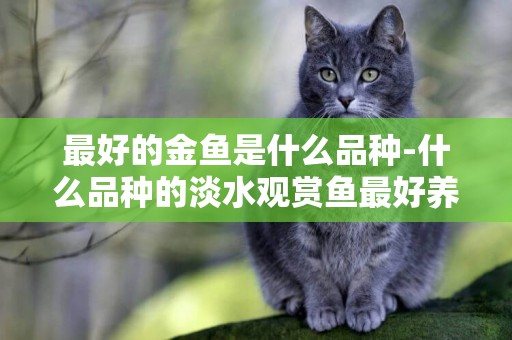 最好的金魚是什么品種-什么品種的淡水觀賞魚最好養