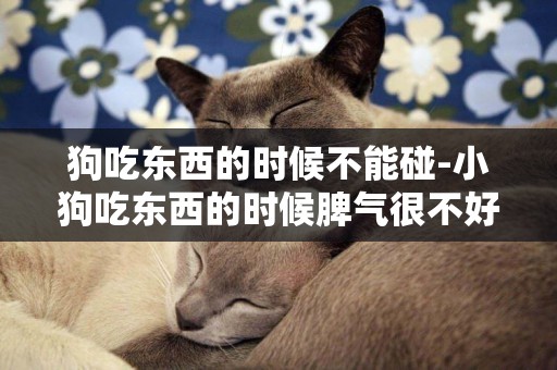 狗吃東西的時候不能碰-小狗吃東西的時候脾氣很不好
