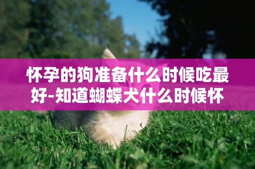 懷孕的狗準備什么時候吃最好-知道蝴蝶犬什么時候懷孕最好嗎