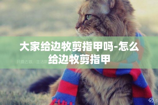 大家給邊牧剪指甲嗎-怎么給邊牧剪指甲