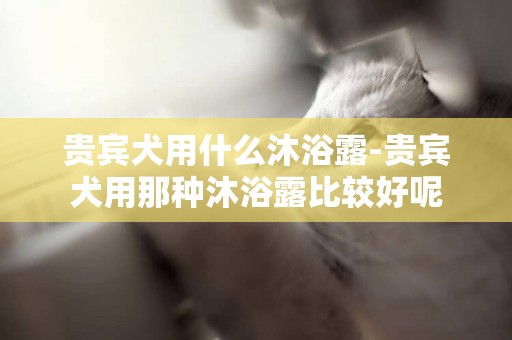 貴賓犬用什么沐浴露-貴賓犬用那種沐浴露比較好呢