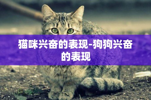 貓咪興奮的表現-狗狗興奮的表現