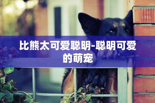 比熊太可愛聰明-聰明可愛的萌寵
