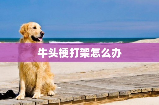 牛頭梗打架怎么辦