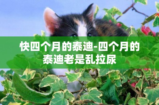 快四個月的泰迪-四個月的泰迪老是亂拉尿
