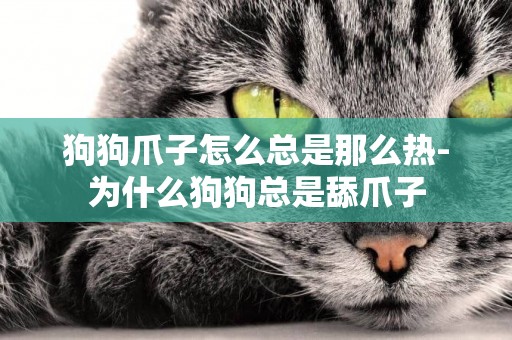 狗狗爪子怎么總是那么熱-為什么狗狗總是舔爪子