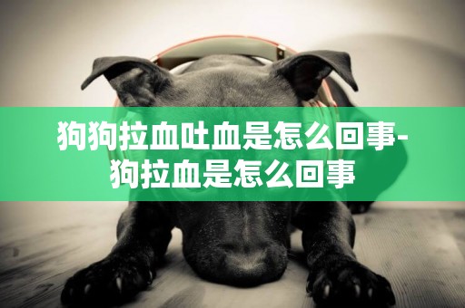 狗狗拉血吐血是怎么回事-狗拉血是怎么回事