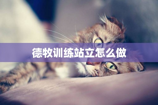德牧訓練站立怎么做