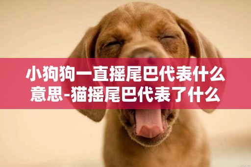 小狗狗一直搖尾巴代表什么意思-貓搖尾巴代表了什么意思