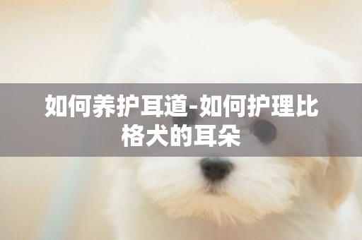 如何養護耳道-如何護理比格犬的耳朵