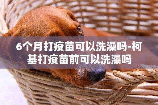 6個月打疫苗可以洗澡嗎-柯基打疫苗前可以洗澡嗎