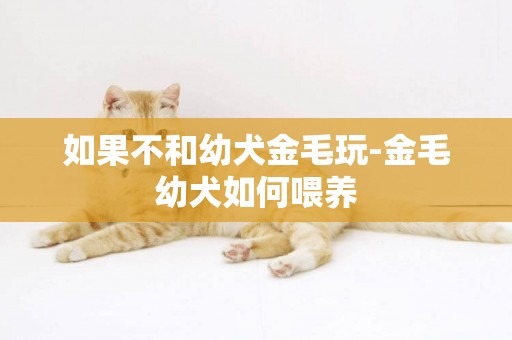 如果不和幼犬金毛玩-金毛幼犬如何喂養