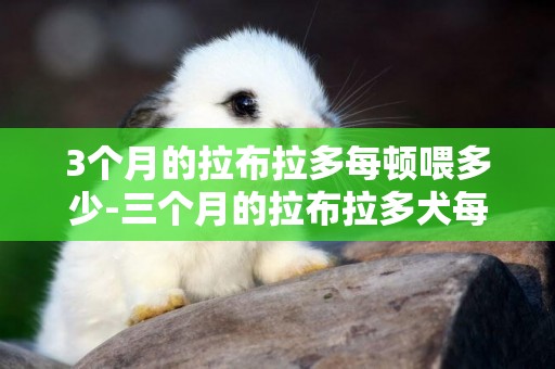 3個月的拉布拉多每頓喂多少-三個月的拉布拉多犬每天喂多少狗糧