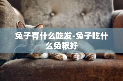 兔子有什么吃發-兔子吃什么兔糧好