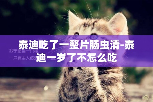 泰迪吃了一整片腸蟲清-泰迪一歲了不怎么吃