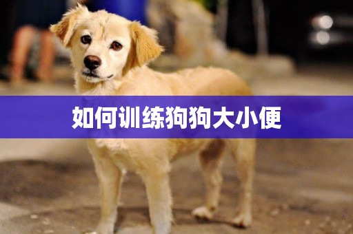 如何訓練狗狗大小便