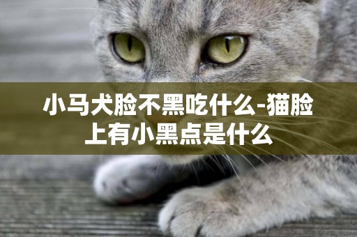 小馬犬臉不黑吃什么-貓臉上有小黑點是什么