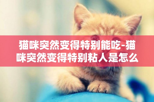 貓咪突然變得特別能吃-貓咪突然變得特別粘人是怎么回事