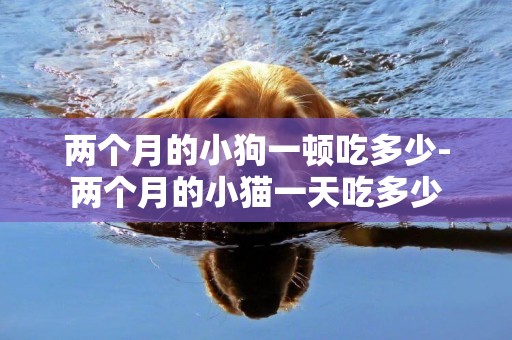 兩個月的小狗一頓吃多少-兩個月的小貓一天吃多少
