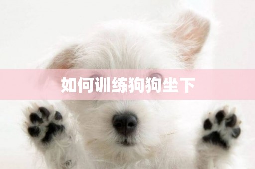 如何訓練狗狗坐下