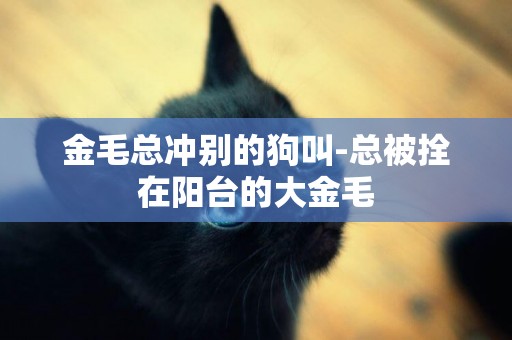 金毛總沖別的狗叫-總被拴在陽臺的大金毛
