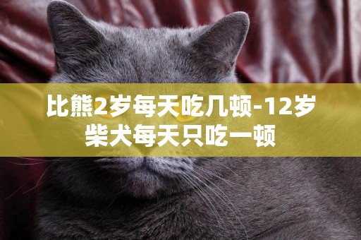 比熊2歲每天吃幾頓-12歲柴犬每天只吃一頓