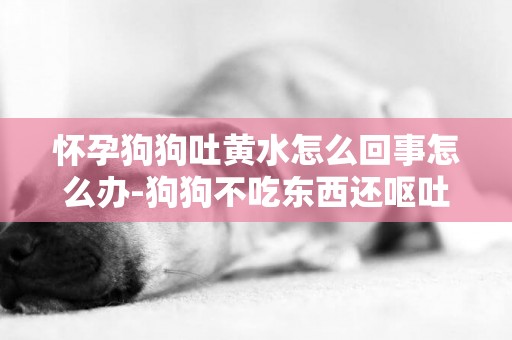 懷孕狗狗吐黃水怎么回事怎么辦-狗狗不吃東西還嘔吐是怎么回事