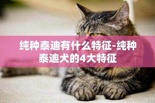 純種泰迪有什么特征-純種泰迪犬的4大特征