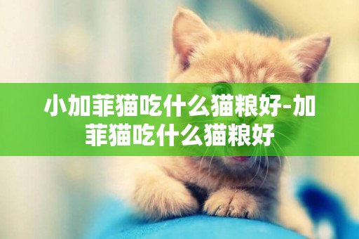 小加菲貓吃什么貓糧好-加菲貓吃什么貓糧好