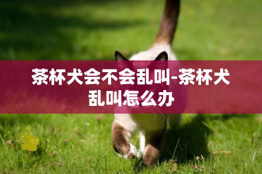 茶杯犬會不會亂叫-茶杯犬亂叫怎么辦