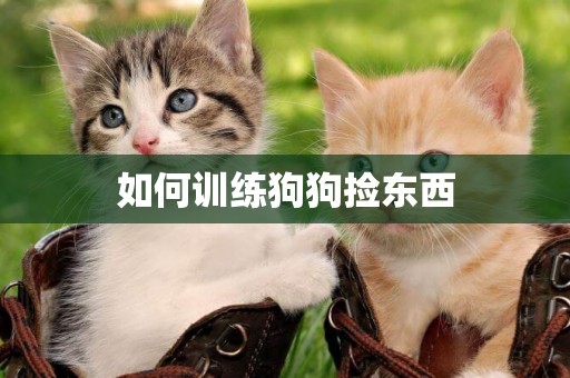 如何訓練狗狗撿東西