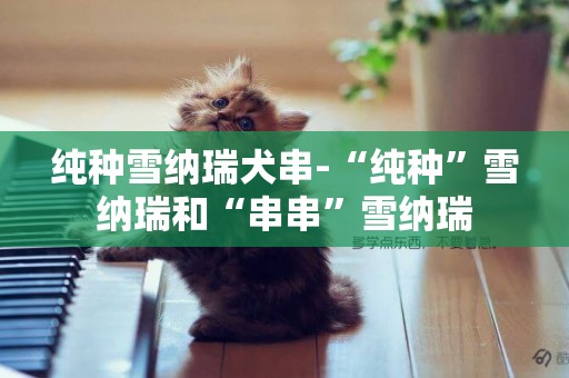 純種雪納瑞犬串-“純種”雪納瑞和“串串”雪納瑞