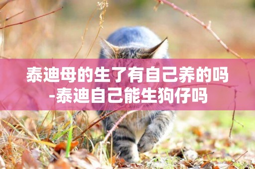 泰迪母的生了有自己養的嗎-泰迪自己能生狗仔嗎