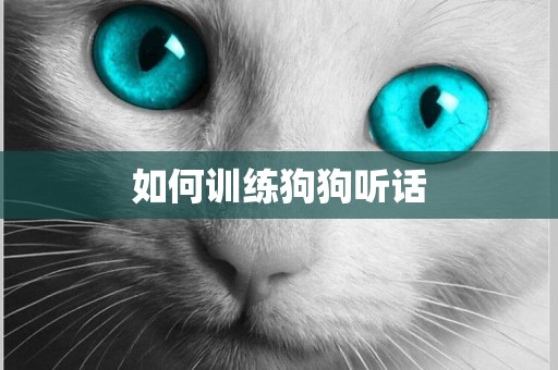 如何訓練狗狗聽話