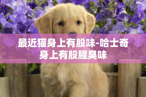 最近貓身上有股味-哈士奇身上有股腥臭味