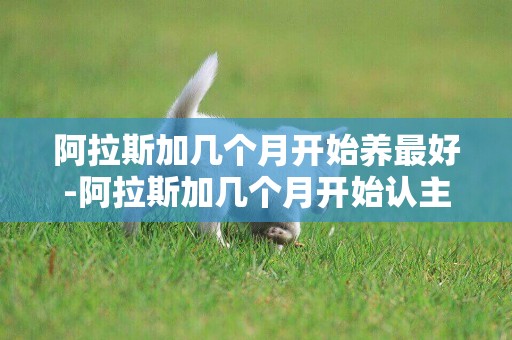 阿拉斯加幾個月開始養最好-阿拉斯加幾個月開始認主人