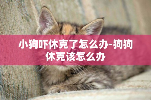 小狗嚇休克了怎么辦-狗狗休克該怎么辦