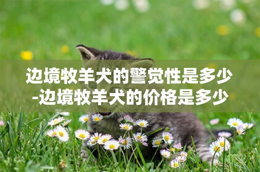 邊境牧羊犬的警覺性是多少-邊境牧羊犬的價格是多少