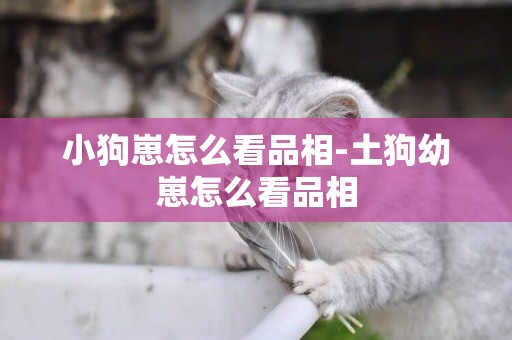 小狗崽怎么看品相-土狗幼崽怎么看品相