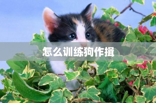 怎么訓練狗作揖