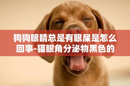 狗狗眼睛總是有眼屎是怎么回事-貓眼角分泌物黑色的東西怎么回事