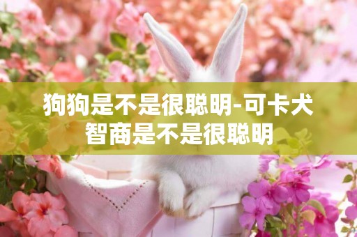狗狗是不是很聰明-可卡犬智商是不是很聰明